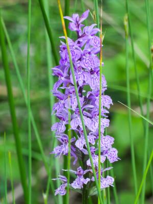 Orchis de Fuchs, Orchis tacheté des bois, Orchis d Dactylorhiza fuchsii (Druce) Soó, 1962