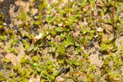  Aloina aloides (Koch ex Schultz) Kindb., 1883