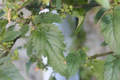 Scrofulaire trifolié, Scrophulaire à trois foliole Scrophularia trifoliata L., 1759