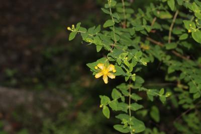 Androsème fétide, Millepertuis à odeur de bouc Hypericum hircinum L., 1753