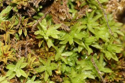  Encalypta streptocarpa Hedw., 1801
