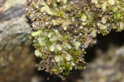  Riccia beyrichiana Hampe ex Lehm., 1838