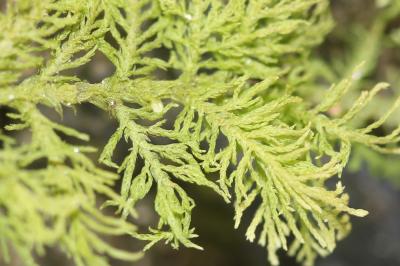  Thuidium tamariscinum (Hedw.) Schimp., 1852