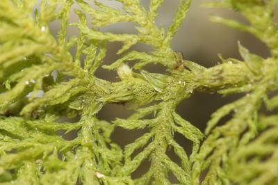  Thuidium tamariscinum (Hedw.) Schimp., 1852