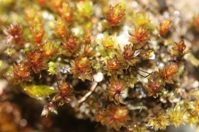  Imbribryum alpinum (Huds. ex With.) N.Pedersen, 2005