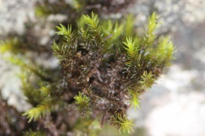  Racomitrium aquaticum (Brid. ex Schrad.) Brid., 1819