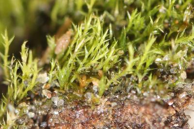  Archidium alternifolium (Dicks ex Hedw.) Mitt.