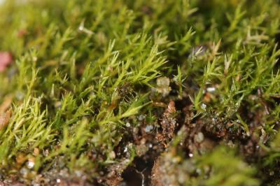  Archidium alternifolium (Dicks ex Hedw.) Mitt.