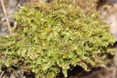  Diplophyllum albicans (L.) Dumort., 1835
