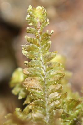  Diplophyllum albicans (L.) Dumort., 1835