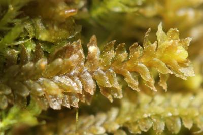  Diplophyllum albicans (L.) Dumort., 1835