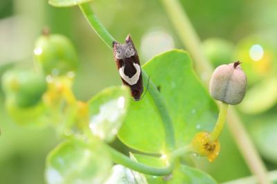  Epiblema foenella (Linnaeus, 1758)