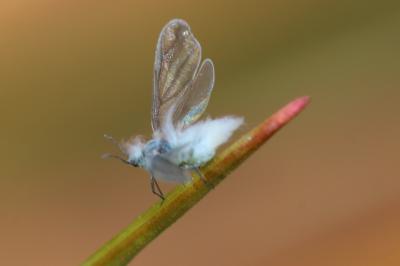  Thecabius affinis (Kaltenbach, 1843)