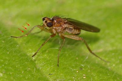  Lonchoptera lutea Panzer, 1809
