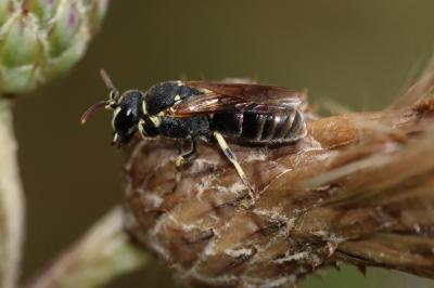  Hylaeus Fabricius, 1793