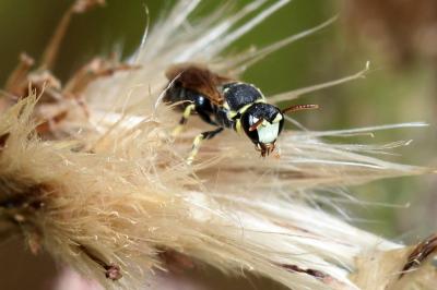  Hylaeus Fabricius, 1793