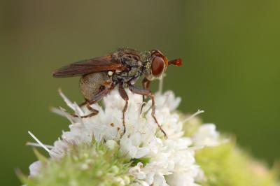  Zodion kroeberi