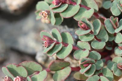 Euphorbe petit-figuier, Monnoyère Euphorbia chamaesyce L., 1753