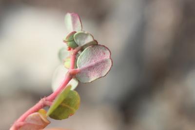 Euphorbe petit-figuier, Monnoyère Euphorbia chamaesyce L., 1753