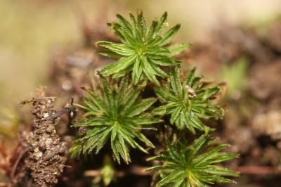  Atrichum angustatum (Brid.) Bruch & Schimp., 1844