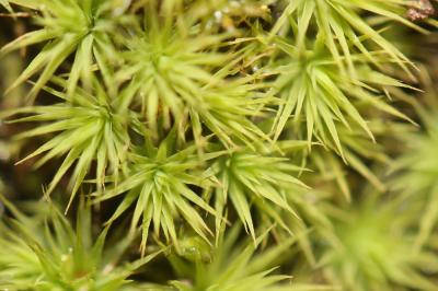 Bartramia stricta Brid., 1803