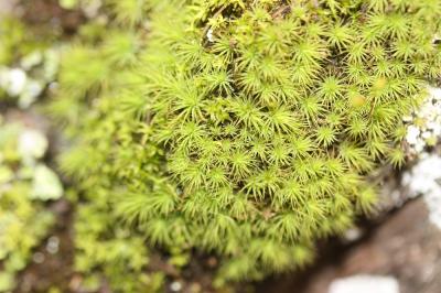  Bartramia stricta Brid., 1803