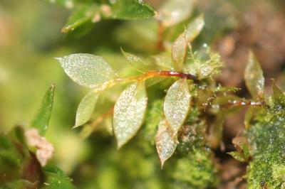  Epipterygium tozeri (Grev.) Lindb., 1864