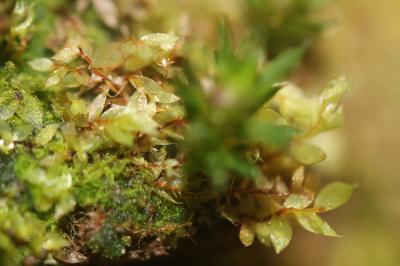  Epipterygium tozeri (Grev.) Lindb., 1864