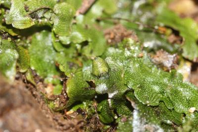  Conocephalum conicum (L.) Dumort.