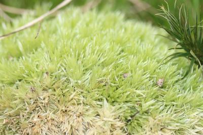 Coussinet des bois Leucobryum glaucum (Hedw.) Ångstr., 1845