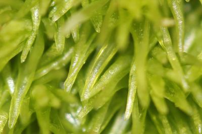 Coussinet des bois Leucobryum glaucum (Hedw.) Ångstr., 1845