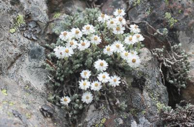 Immortelle des frimas Castroviejoa frigida (Labill.) Galbany, L.Sáez & Benedí, 2004
