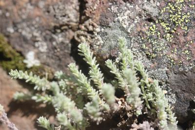 Immortelle des frimas Castroviejoa frigida (Labill.) Galbany, L.Sáez & Benedí, 2004