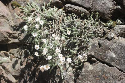 Immortelle des frimas Castroviejoa frigida (Labill.) Galbany, L.Sáez & Benedí, 2004