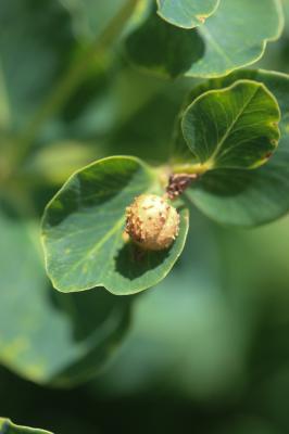 Euphorbe insulaire Euphorbia insularis Boiss., 1860
