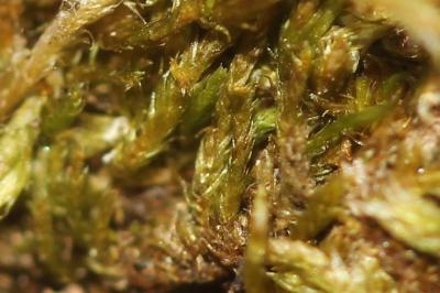  Platygyrium repens (Brid.) Schimp., 1851