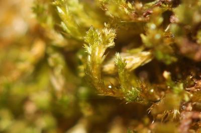  Platygyrium repens (Brid.) Schimp., 1851
