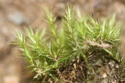  Dicranum scoparium Hedw., 1801