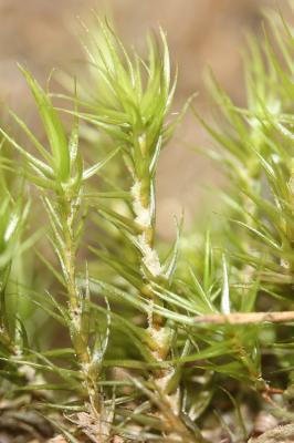 Dicranum scoparium Hedw., 1801