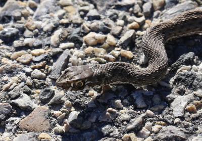 Couleuvre de Montpellier Malpolon monspessulanus (Hermann, 1804)
