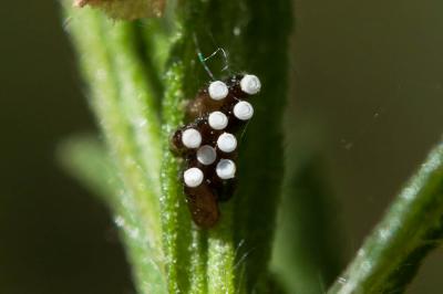  Rhynocoris 