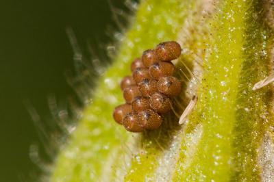 Punaise brune à antennes & bords panachés Dolycoris baccarum (Linnaeus, 1758)