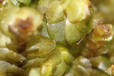  Scapania nemorea (L.) Grolle, 1963