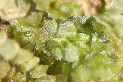  Calypogeia fissa (L.) Raddi, 1818