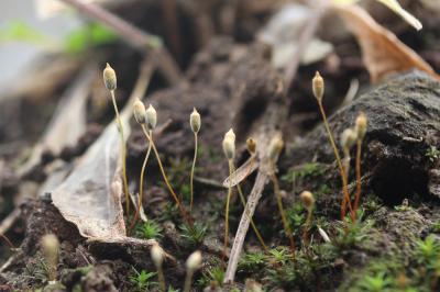  Pogonatum aloides (Hedw.) P.Beauv., 1805