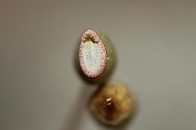  Pogonatum aloides (Hedw.) P.Beauv., 1805