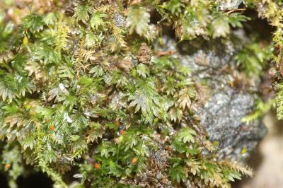  Fissidens bryoides Hedw., 1801