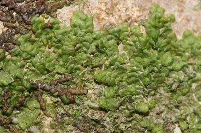  Radula complanata (L.) Dumort., 1831