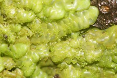  Radula complanata (L.) Dumort., 1831