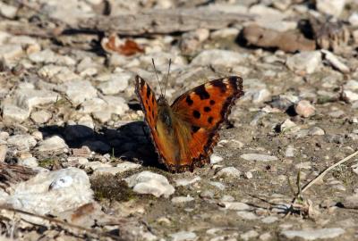 Grande Tortue (La), Vanesse de l'Orme (La), Grand- Nymphalis polychloros (Linnaeus, 1758)